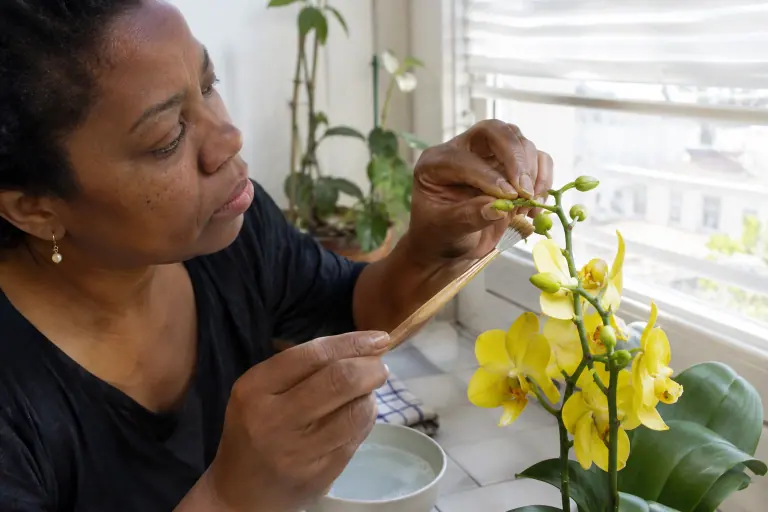 Une femme retire au pinceau souple une colonie de pucerons verts installée sur les boutons d’une hampe de phalaenopsis jaune