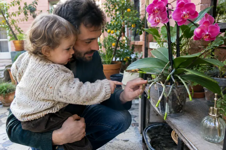 Un père et son jeune enfant observent les racines aériennes argentées qui débordent du pot transparent d’un Phalaenopsis rose fuchsia