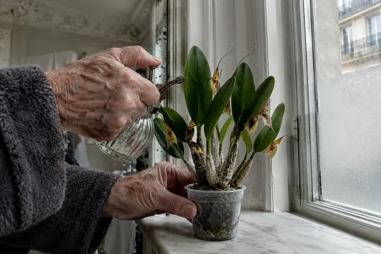 Sur une tablette en marbre d’une salle de bain haussmannienne, des mains âgées brumisent une Restrepia aux petites fleurs tachetées posées sur ses feuilles