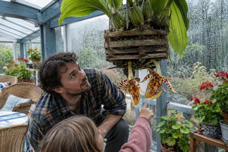 Dans une véranda bretonne, un homme observe par en dessous les grandes fleurs tigrées d’une Stanhopea qui sortent du fond d’un panier en bois suspendu
