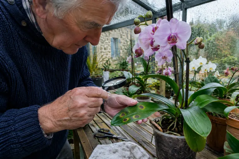 Un jardinier âgé examine à la loupe, dans une véranda bretonne, des taches brunes cerclées de jaune sur la feuille d’un Phalaenopsis
