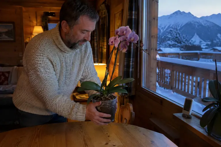 Un homme éloigne de la vitre froide une orchidée Phalaenopsis rose, à côté d’un thermomètre mini-maxi, dans un chalet savoyard enneigé en hiver