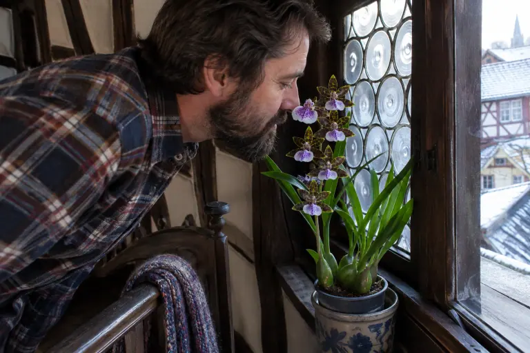 Sur le palier d’une maison alsacienne à colombages, un homme respire les fleurs vertes tachetées au labelle veiné de violet d’un Zygopetalum